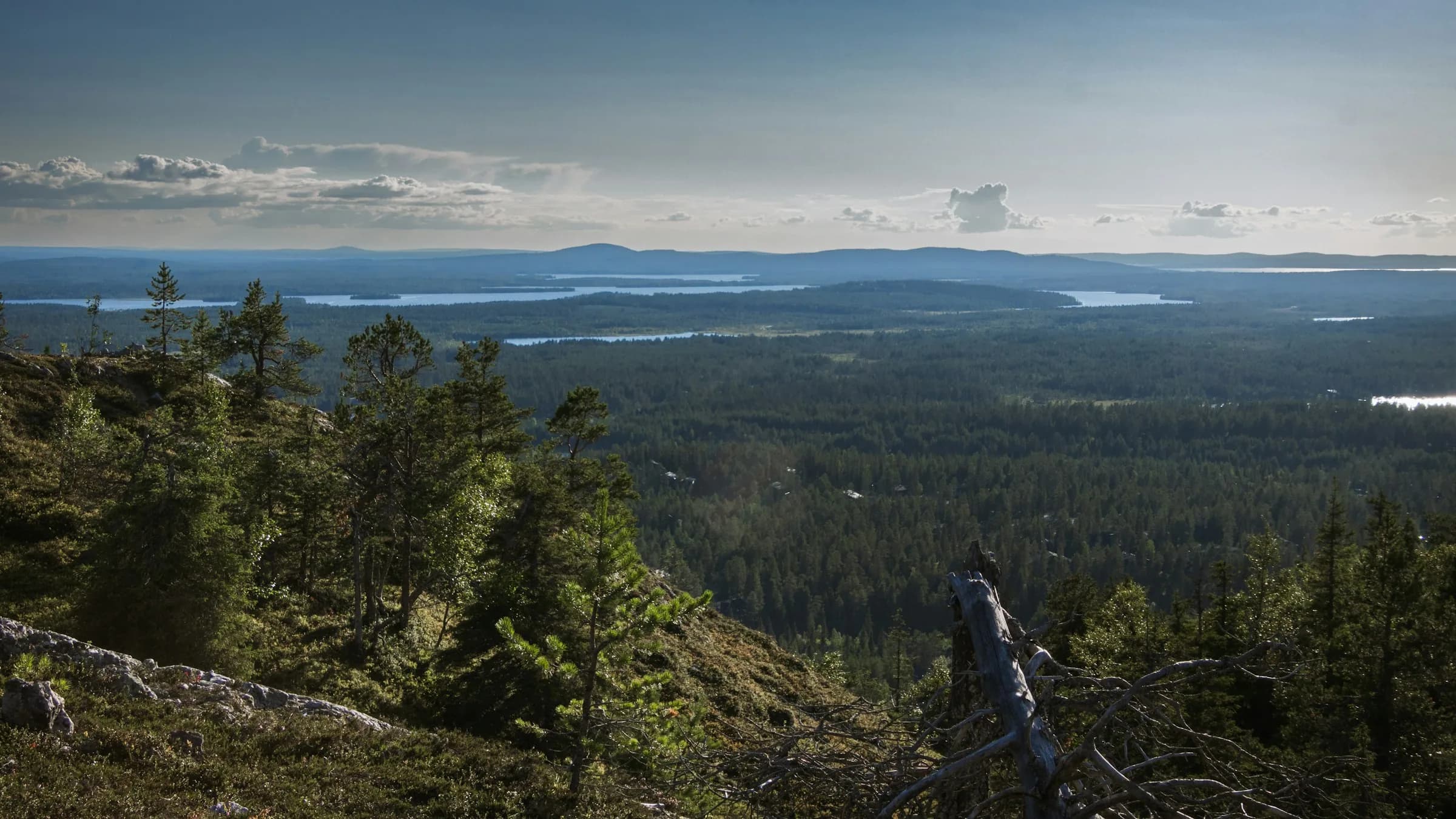 Sumuinen Kainuun aarnimetsä laaksomaisemassa