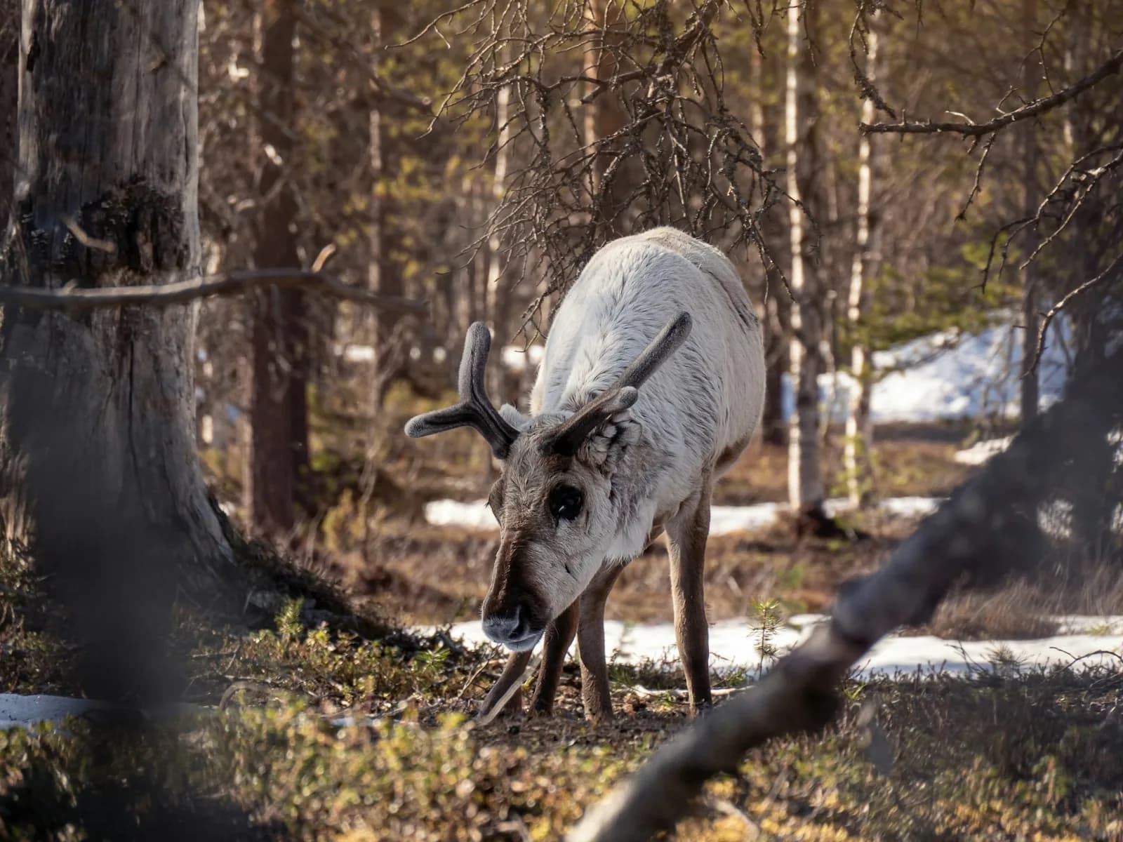 Poro seisoo rauhallisesti talvisessa metsässä kullanhohtoisen iltavalon kylvyssä